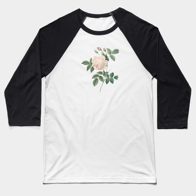 White Rose Flower Vintage Botanical Illustration Baseball T-Shirt by Biophilia